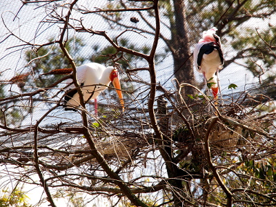 [There are two storks in the leafless tree. Stork on the right is bent toward its nest exposing the underside of its rear, a vision of black, white, and pink feathers, to the camera. The stork on the left has its right side to the camera and seems to be watching the photographer as it bends toward its nest.]